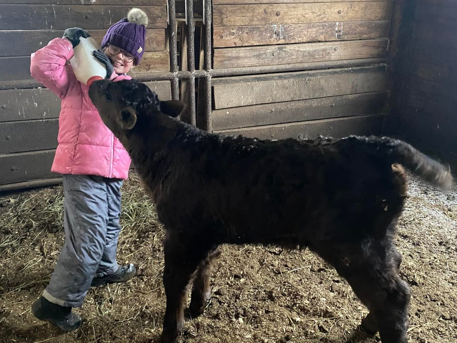 Young girl in a pink jacket feeding a black calf with a bottle in a barn setting, showcasing a warm interaction between child and animal.