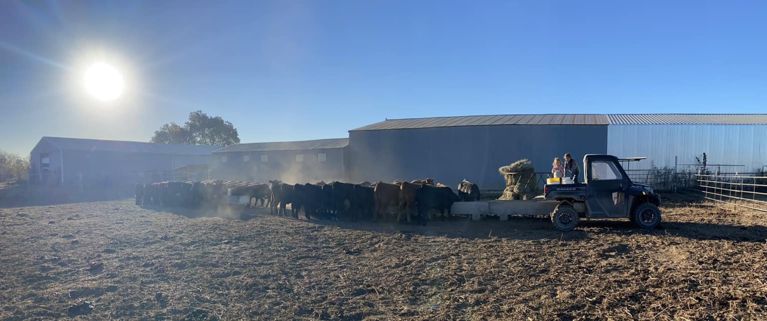 394566720_10228908654159719_211809013093050093_n Cattle feeding at a farm during sunrise, with a utility vehicle parked nearby and two children observing the process. The background features farm buildings and clear blue skies.