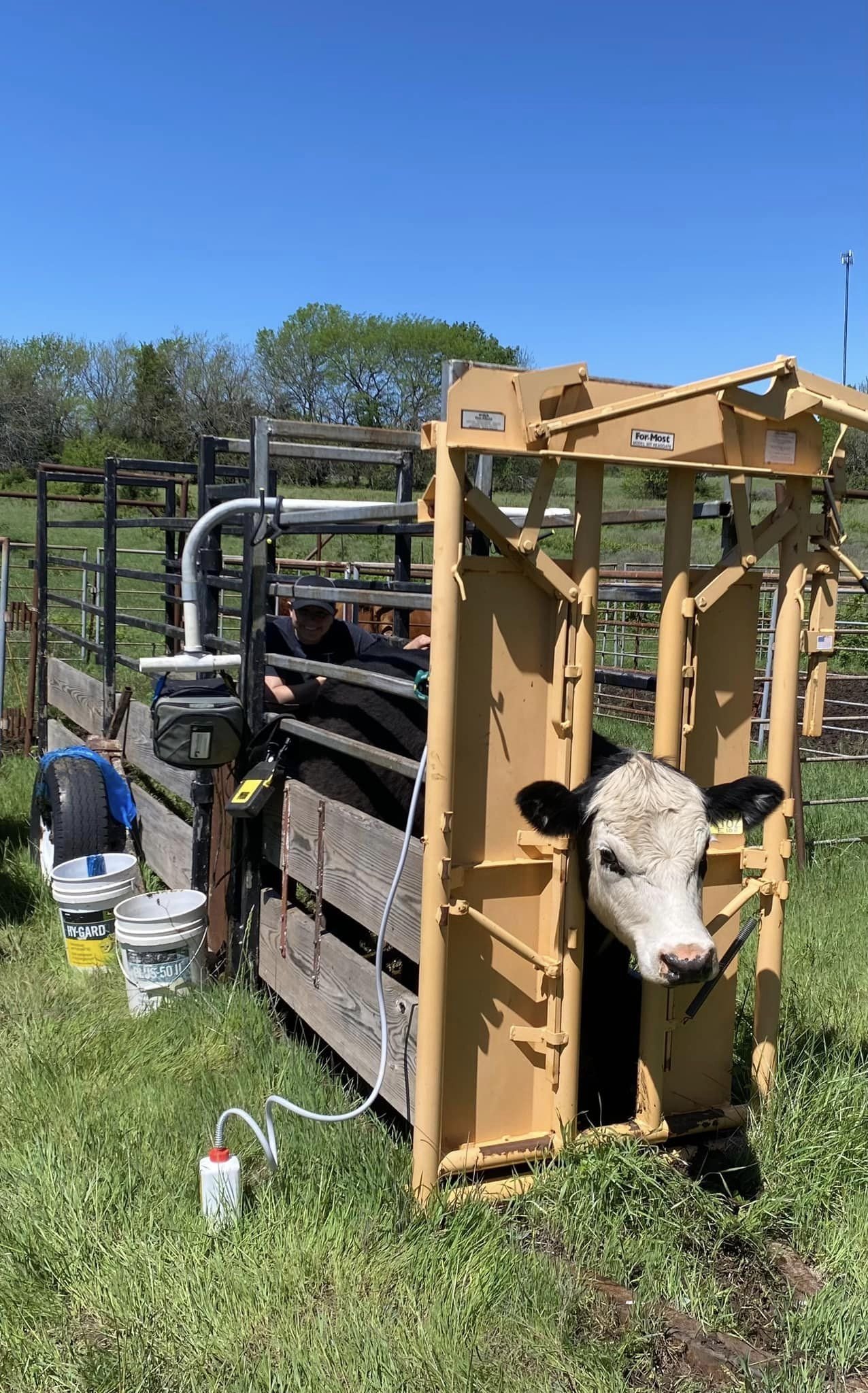 440894623_10230086301800174_3007694850591233940_n Cow in a cattle squeeze chute being examined by a farmer, with green grass and blue sky in the background. The setup includes medical equipment and buckets, indicating a routine health check or veterinary procedure.