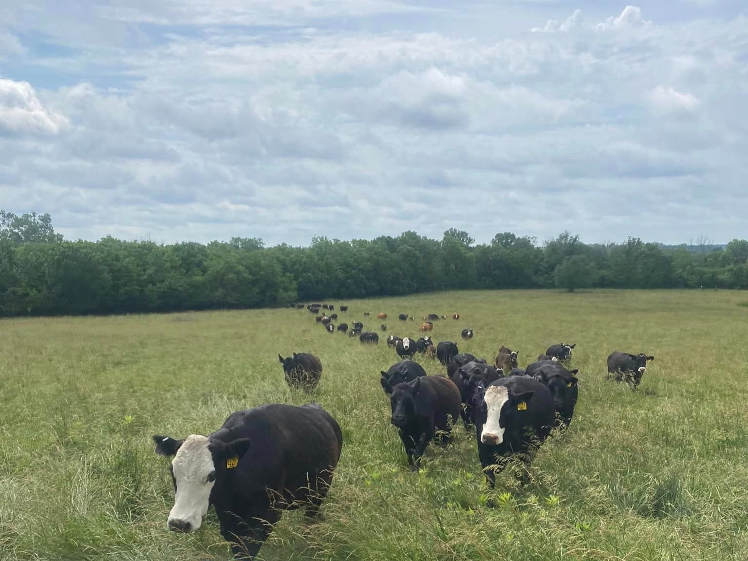 A herd of cattle grazing in a lush green field under a cloudy sky, with several cows walking towards the camera, showcasing a peaceful rural landscape.